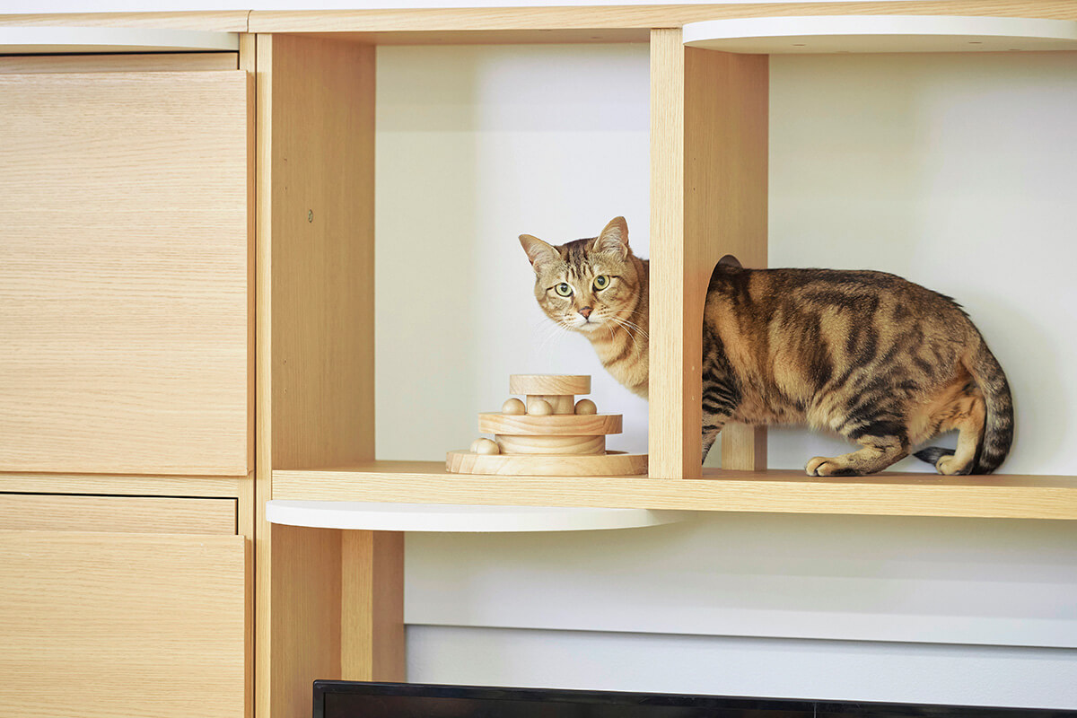 猫と一緒に過ごす 猫家具「ニャコモ」特集 | 家具インテリア通販
